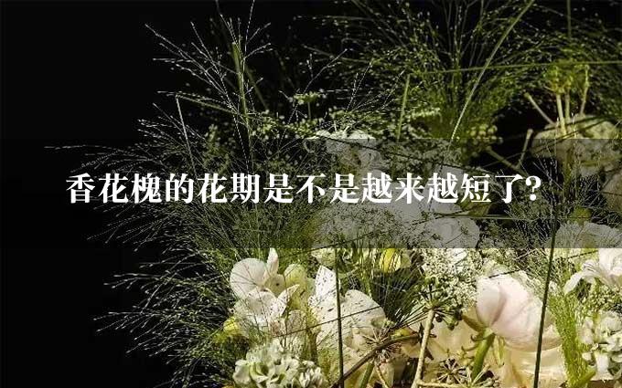 香花槐的花期是不是越来越短了？