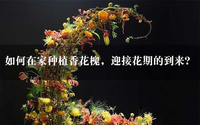 如何在家种植香花槐，迎接花期的到来？