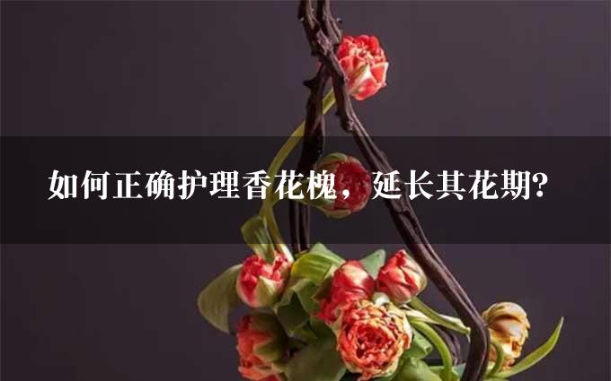 如何正确护理香花槐，延长其花期？