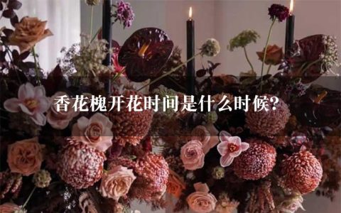 香花槐开花时间是什么时候？