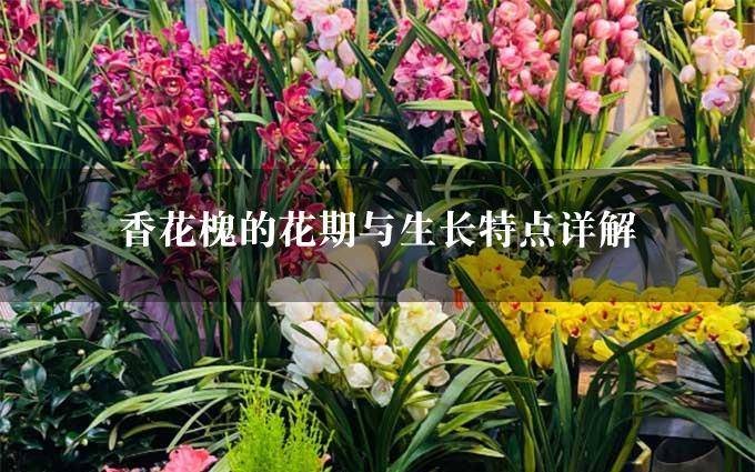 香花槐的花期与生长特点详解