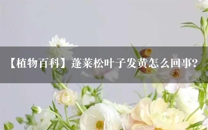 【植物百科】蓬莱松叶子发黄怎么回事？