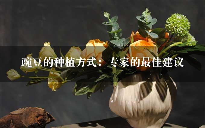 豌豆的种植方式：专家的最佳建议