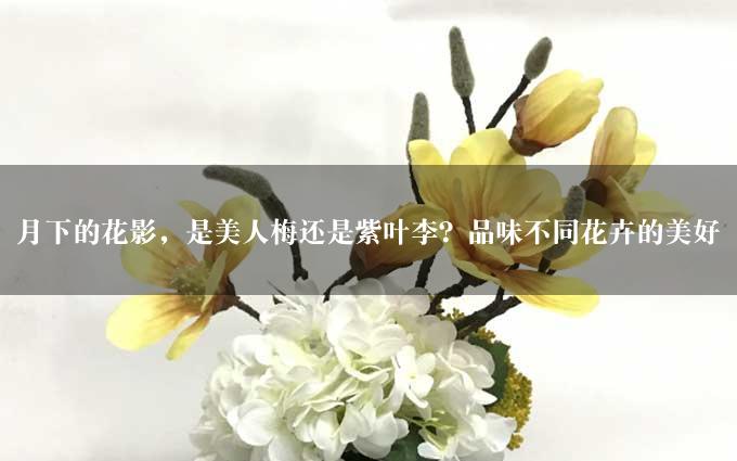 月下的花影，是美人梅还是紫叶李？品味不同花卉的美好