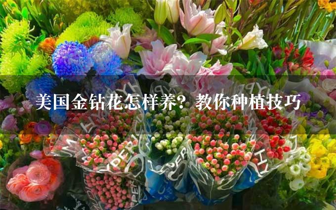 美国金钻花怎样养？教你种植技巧