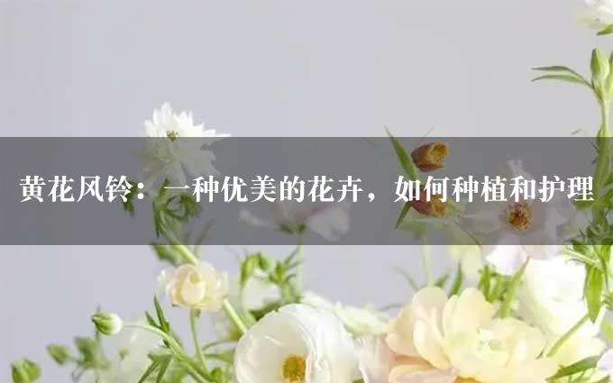 黄花风铃：一种优美的花卉，如何种植和护理