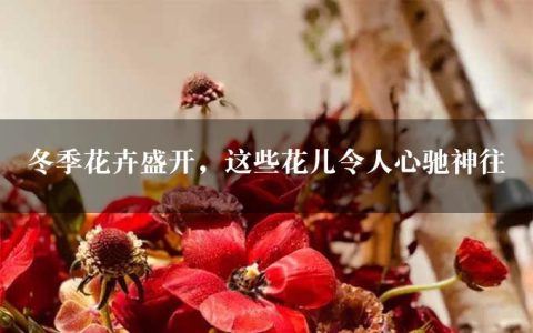 冬季花卉盛开，这些花儿令人心驰神往