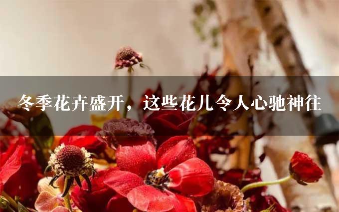 冬季花卉盛开，这些花儿令人心驰神往