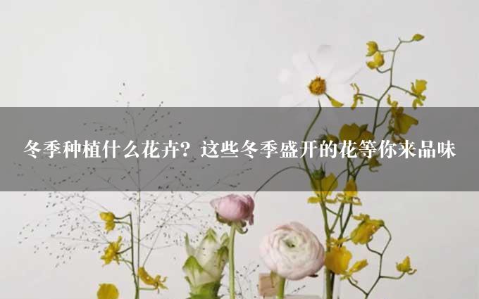 冬季种植什么花卉？这些冬季盛开的花等你来品味