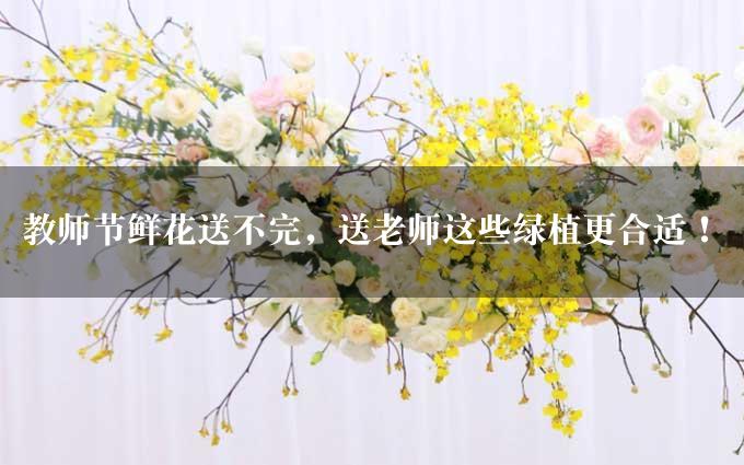 教师节鲜花送不完，送老师这些绿植更合适！