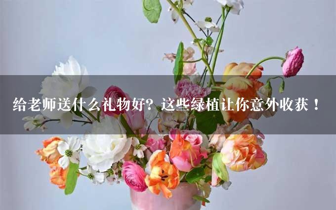 给老师送什么礼物好？这些绿植让你意外收获！