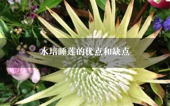 水培睡莲的优点和缺点