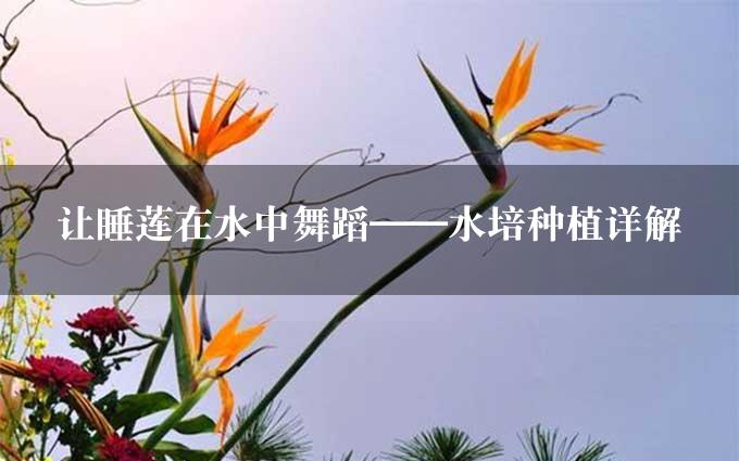 让睡莲在水中舞蹈——水培种植详解