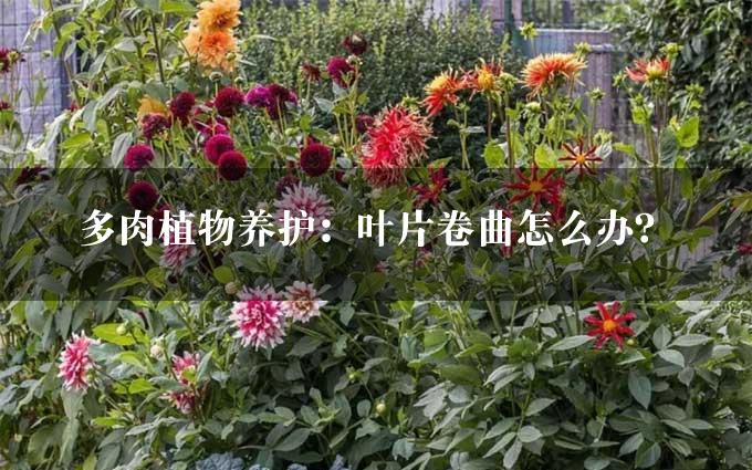 多肉植物养护：叶片卷曲怎么办？