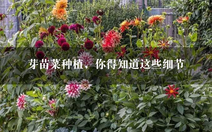 芽苗菜种植，你得知道这些细节