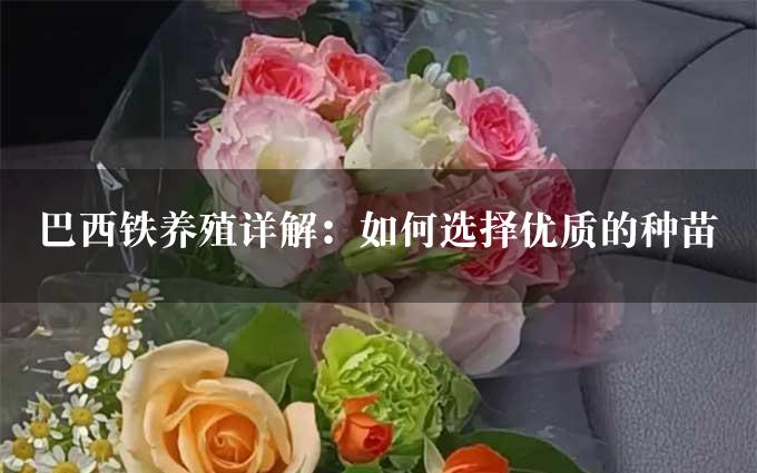 巴西铁养殖详解：如何选择优质的种苗