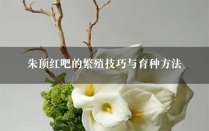 朱顶红吧的繁殖技巧与育种方法