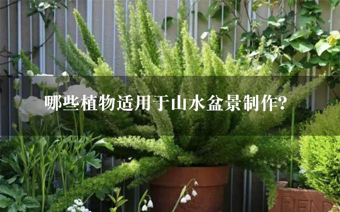 哪些植物适用于山水盆景制作？