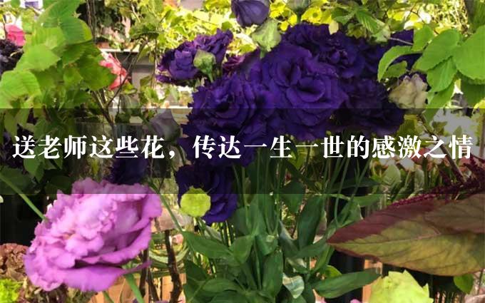 送老师这些花，传达一生一世的感激之情