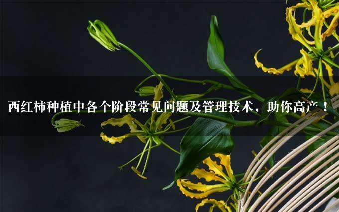 西红柿种植中各个阶段常见问题及管理技术，助你高产！