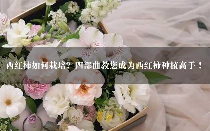 西红柿如何栽培？四部曲教您成为西红柿种植高手！