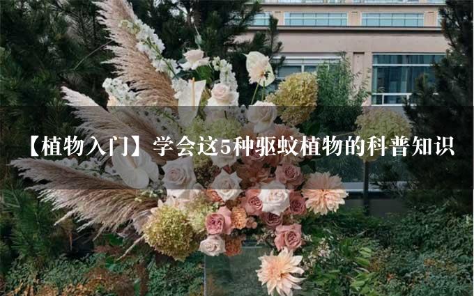 【植物入门】学会这5种驱蚊植物的科普知识