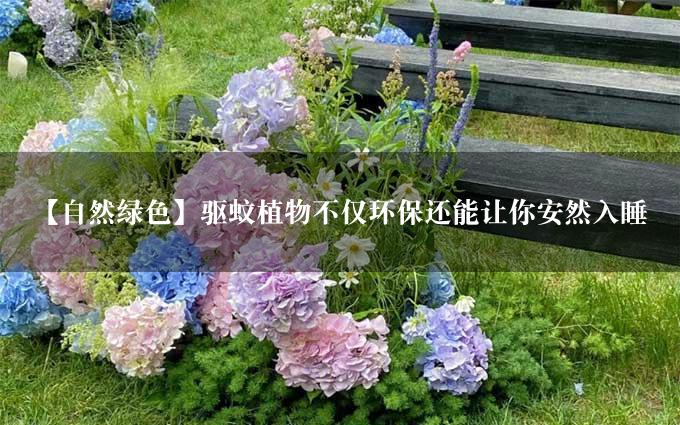 【自然绿色】驱蚊植物不仅环保还能让你安然入睡