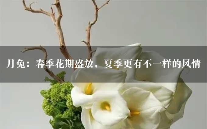 月兔：春季花期盛放，夏季更有不一样的风情