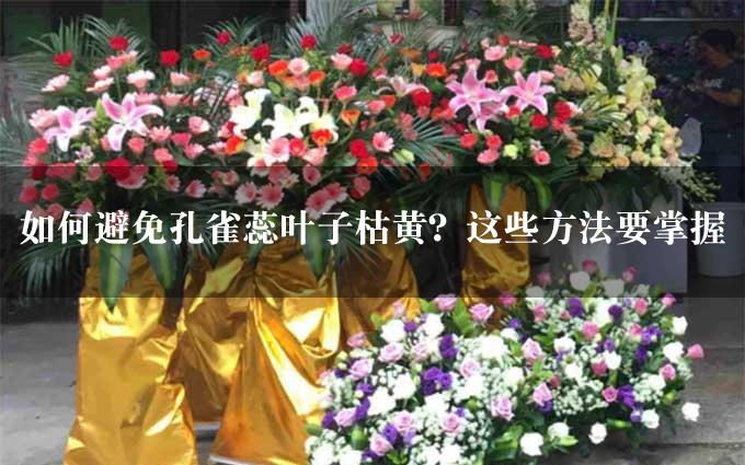 如何避免孔雀蕊叶子枯黄？这些方法要掌握