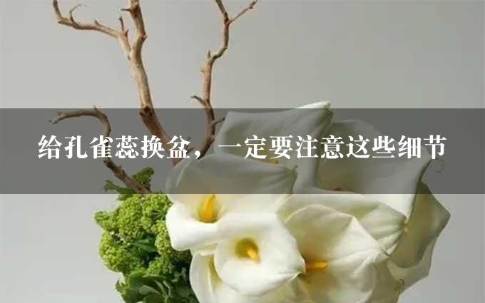 给孔雀蕊换盆，一定要注意这些细节