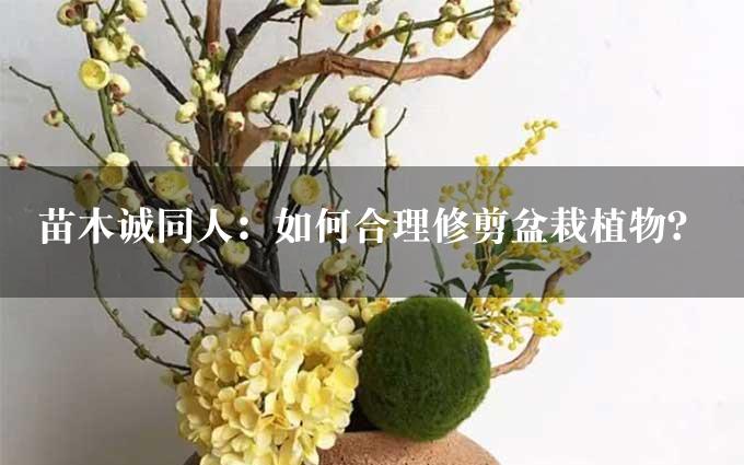 苗木诚同人：如何合理修剪盆栽植物？