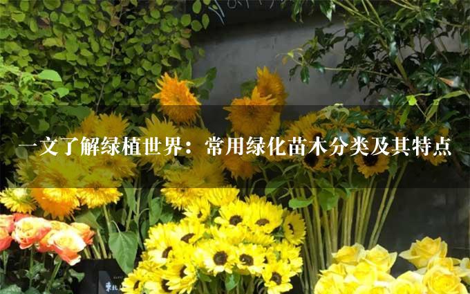 一文了解绿植世界：常用绿化苗木分类及其特点