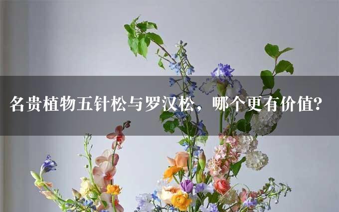 名贵植物五针松与罗汉松，哪个更有价值？