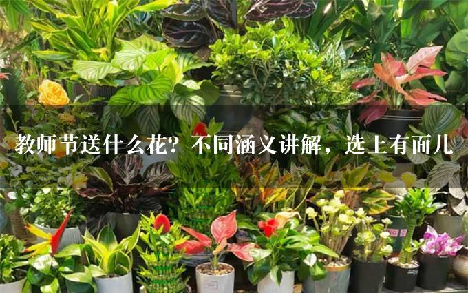 教师节送什么花？不同涵义讲解，选上有面儿