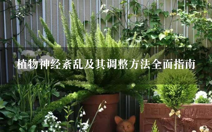 植物神经紊乱及其调整方法全面指南