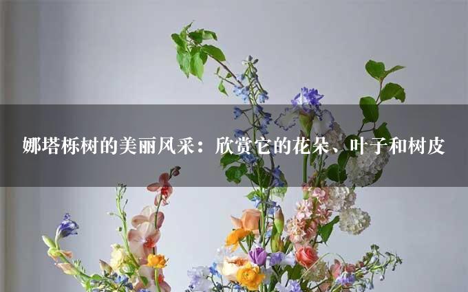 娜塔栎树的美丽风采：欣赏它的花朵、叶子和树皮