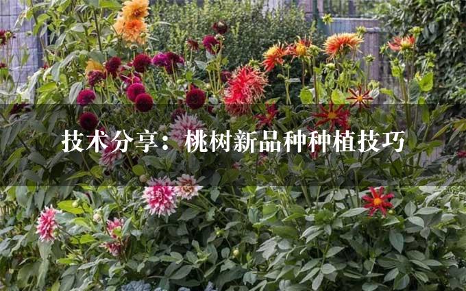 技术分享：桃树新品种种植技巧