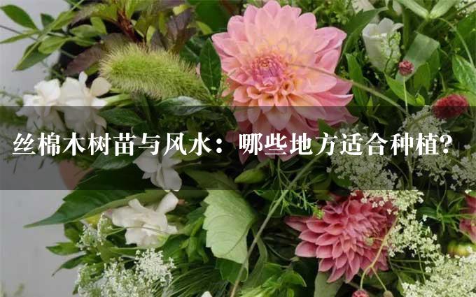 丝棉木树苗与风水：哪些地方适合种植？