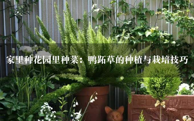 家里种花园里种菜：鸭跖草的种植与栽培技巧