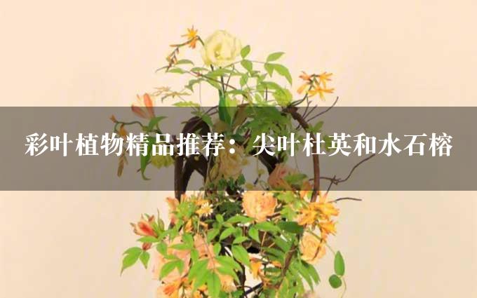 彩叶植物精品推荐：尖叶杜英和水石榕