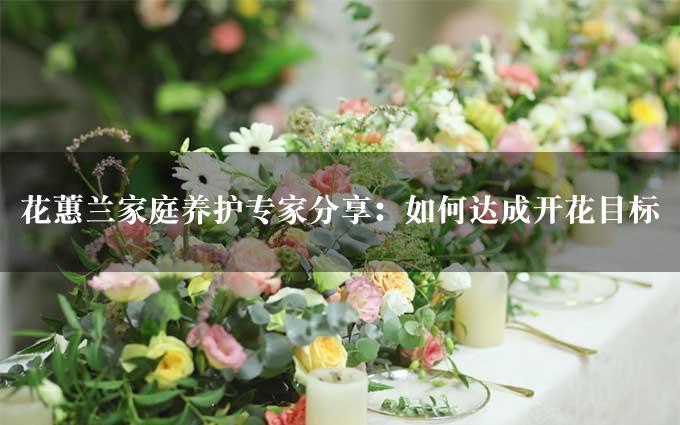 花蕙兰家庭养护专家分享：如何达成开花目标