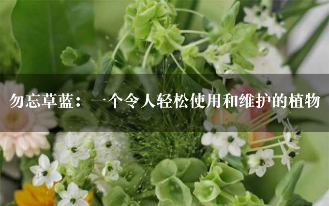 勿忘草蓝：一个令人轻松使用和维护的植物