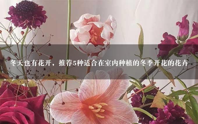 冬天也有花开，推荐5种适合在室内种植的冬季开花的花卉