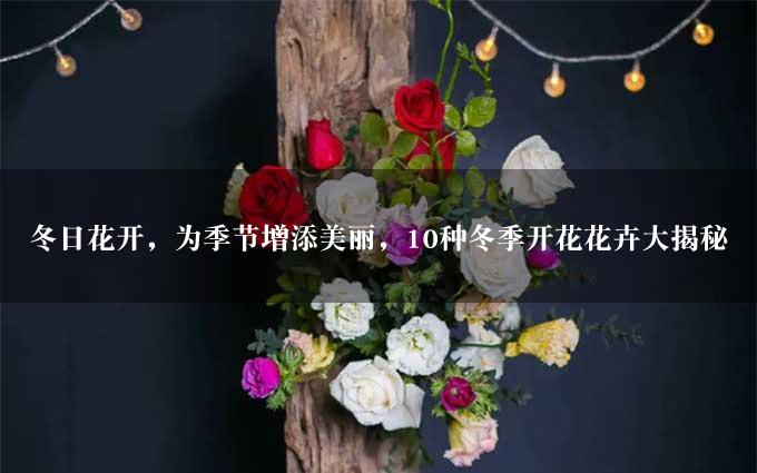 冬日花开，为季节增添美丽，10种冬季开花花卉大揭秘