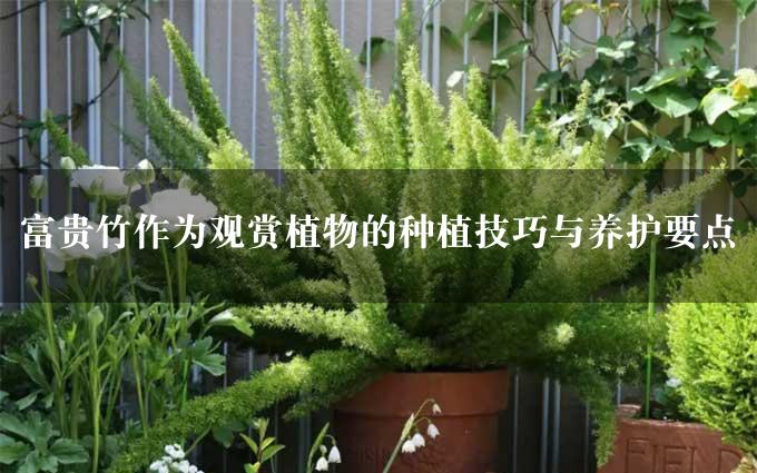 富贵竹作为观赏植物的种植技巧与养护要点