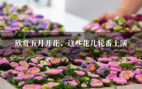 欣赏五月开花，这些花儿轮番上演