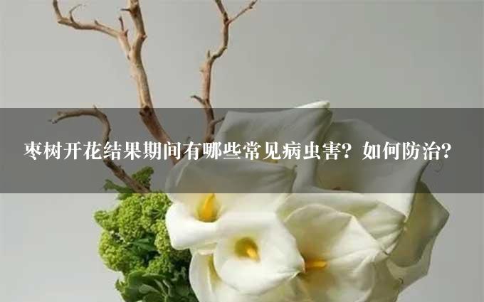 枣树开花结果期间有哪些常见病虫害？如何防治？