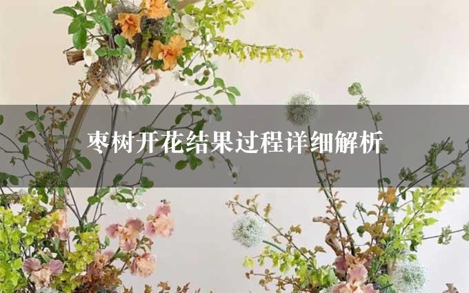 枣树开花结果过程详细解析