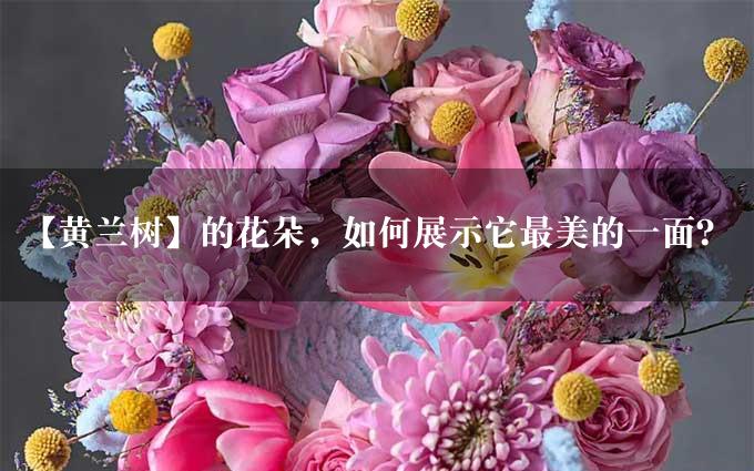 【黄兰树】的花朵，如何展示它最美的一面？