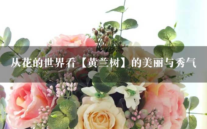 从花的世界看【黄兰树】的美丽与秀气